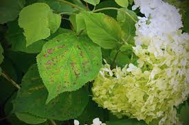 Image result for Cercospora hydrangea