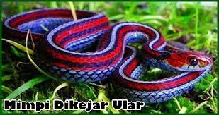 7 arti mimpi dikejar ular menurut tafsir primbon. 12 Arti Mimpi Dikejar Ular Menurut Psikolog Dan Primbon