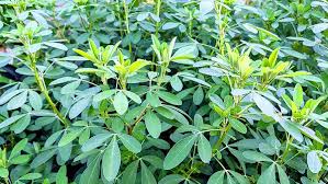 Image result for Crotalaria preladoi