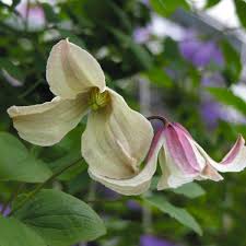 Maybe you would like to learn more about one of these? Clematis Texensis Pagoda Clearview Horticultural Products