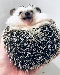 Pin By Chourica The Hedgehog On Hedgehog Cute Animals Sweet Animals Small Pets
