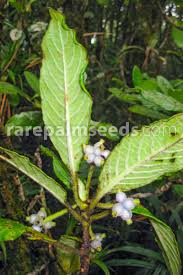 Image result for Psychotria auxopoda