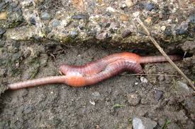 I have purchased red wiggler worms from amazon a couple. How Many Worms Do I Need To Start A Worm Compost Bin