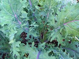 The most common white russian kale material is ceramic. Kale Red Russian Vegetable Seed White Seed Company
