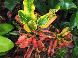 Image result for Codiaeum