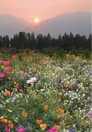 Japanese gardens (日本庭園, nihon teien) are traditional gardens whose designs are accompanied by japanese aesthetics and philosophical ideas, avoid artificial ornamentation, and highlight the natural landscape. 64 Fields Ideas Picture Aesthetic Photography