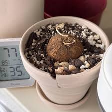 Image result for Stephania cyanantha