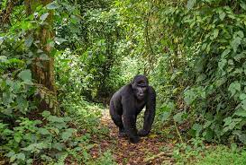 Travelocity is the only place you need to go to score an incredible ghana package deal. Uganda Urlaub Reise Tipps Sehenswurdigkeiten Highlights Reiseziele