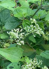 Image result for Mikania cordata