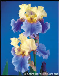 We've found 6 active coupon codes for flower addict. Edith Wolford Tall Bearded Iris