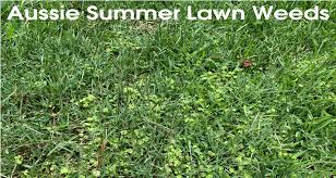 Our lawn care service includes 8 lawn treatment applications that contain fertilizer and weed control. Green Life Turf The Grass Guru Blog Tips Stories For Your Australian Lawn
