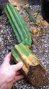 You can also slightly see the small piece i flaked off just to check what's going on underneath. Rooting San Pedro Cactus Growing Trichocereus Pachanoi Echinopsis Lageniformis Trichocereus Bridgesii Bolivian Torch Cactus