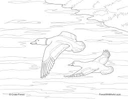Duck Hunting Coloring Pages Coloring Page Hunting Coloring Pages Prints And Colors Coloring Pages Animal Coloring Pages Nature Kids