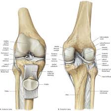 We did not find results for: Knee Leg Atlas Of Anatomy