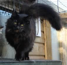 Norwegian Forest Cats Norwegian Cat Norwegian Forest Cat Fluffy Black Cat