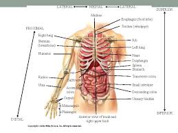 The stomach secretes acid and enzymes that digest food. Anatomical Language Bio 137 Anatomy Physiology I Lab