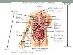 34+ listes de stomach ribs lungs picture! Anatomical Language Bio 137 Anatomy Physiology I Lab