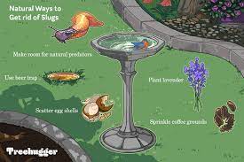 Free shipping on qualified orders. Slugs In Your Garden Or Yard 12 Natural Ways To Get Rid Of Them