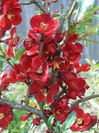 Image result for Chaenomeles japonica
