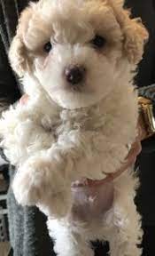 A state in the northern us, bordered on the west, north, and east by lakes michigan, superior, huron, and erie; Maltipoo Puppies For Sale In Michigan Top 5 Breeders 2021 We Love Doodles
