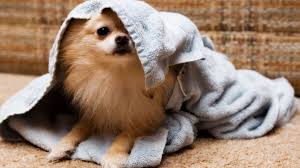 The pomeranian dog is one of the best small toy dog pet you can have. 10 Not So Fluffy Facts About Pomeranians Mental Floss