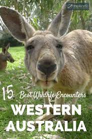 15 Amazing Wildlife Encounters In Western Australia Western Australia Australia Travel Couple