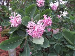 Image result for Dais cotinifolia