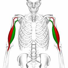 This is the long flat muscle sometimes. The Best Way To Train All 6 Major Muscle Groups Legion Athletics