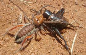 Spiders are animals that have 8 legs and use their fangs to inject venom into other animals and sometimes humans. Solifugid Eats Cricket In South Africa What S That Bug