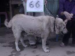 We did not find results for: Zum Problem Der Herkunft Des Domestizierten Hundes Und Die Beginnende Ursprungliche Bildung Von R Www Jagdwindhund Com Jagdwind