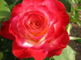 Bildergebnis für beautiful roses