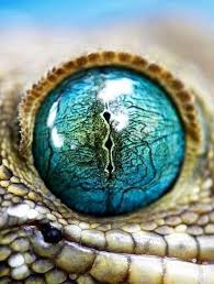 Photography Macro Inspiration Patterns 63 Super Ideas Reptile Eye Lizard Eye Lizard