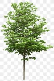 Trees Png And Clipart Tree Photoshop Picture Tree Tree Images