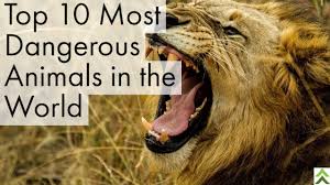 Top 10 Most Dangerous Animals In The World Animals Dangerousanimals Aggresiveanimals Fierceanimals Wildani Animals Of The World Dangerous Animals Animals