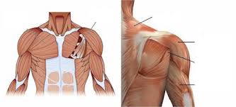 Chest muscles function in respiration while abdominal muscles function in torso movement and in maintenance of balance and posture. Shoulder Chest And Arm Muscles 1 Diagram Quizlet