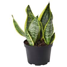 Image result for Sansevieria trifasciata