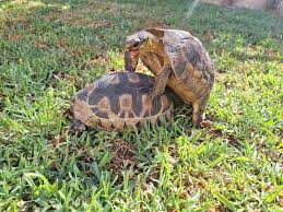 Is it normal for female tortoises to exhibit dominance behavior?