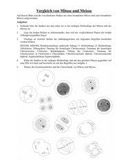 4teachers Arbeitsblatt Vergleich Mitose Und Meiose