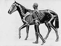 Skeletons Of Horse And Man Animal Skeletons Horse Anatomy Horses