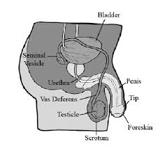 Analyze The Structure And Functions Of The Male Reproductive System Study Com