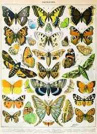 Butterfly Papillons Chart Illustration Poster In 2019