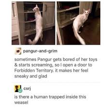 Pin By Henry Smith On Animals Cute Funny Animals Really Funny Funny Cats