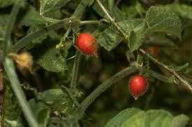 Image result for Corallocarpus boehmii