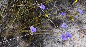 Image result for Goodeniaceae
