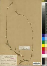 Image result for Crassocephalum uvens