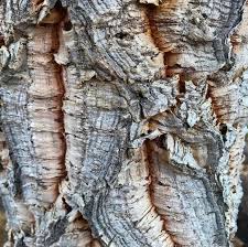 Image result for Quercus suber