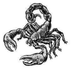 dessin scorpion une illustration originale d 39 un dans style tattoo care instructions coloriage licorne