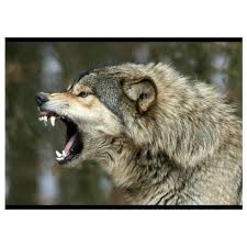 Pin By Jadee Mcgillivray On Wolfs And Natives In 2020 Wild Animals Attack Wolf Dog Angry Wolf