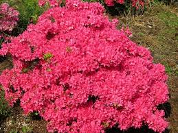 Rhododendron Obtusum Kacina With Images Vysadba Kvetin Zahradnictvi Kvetiny
