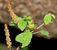 Image result for Acalypha sonderiana